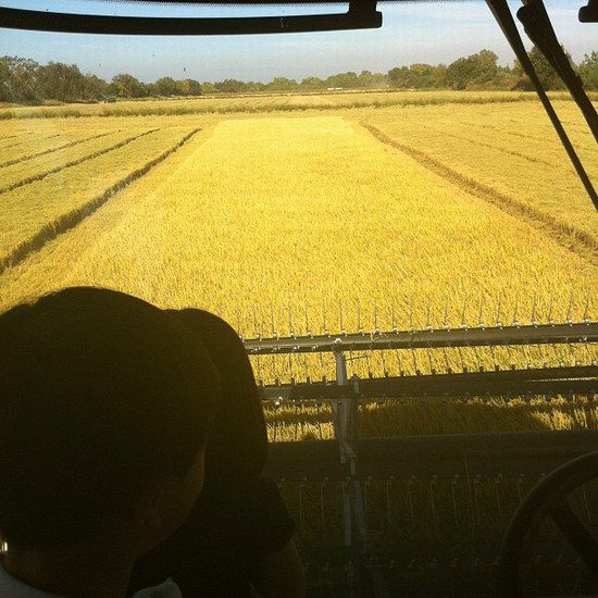 view from inside a harvester heading down rice field