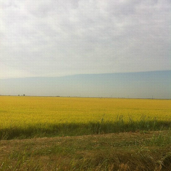 Rice Field