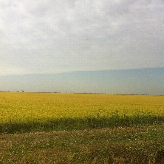 rice field with mountain in the background