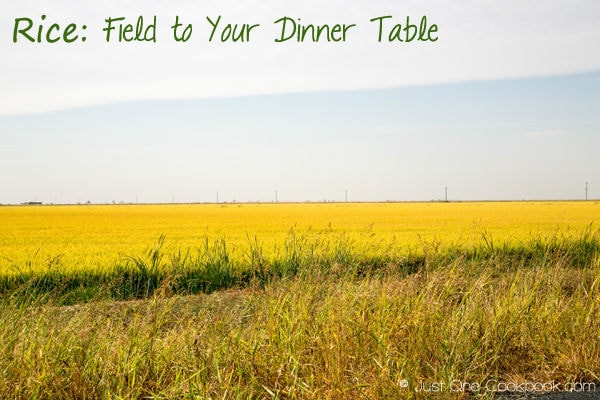 Rice: Field to Your Dinner Table