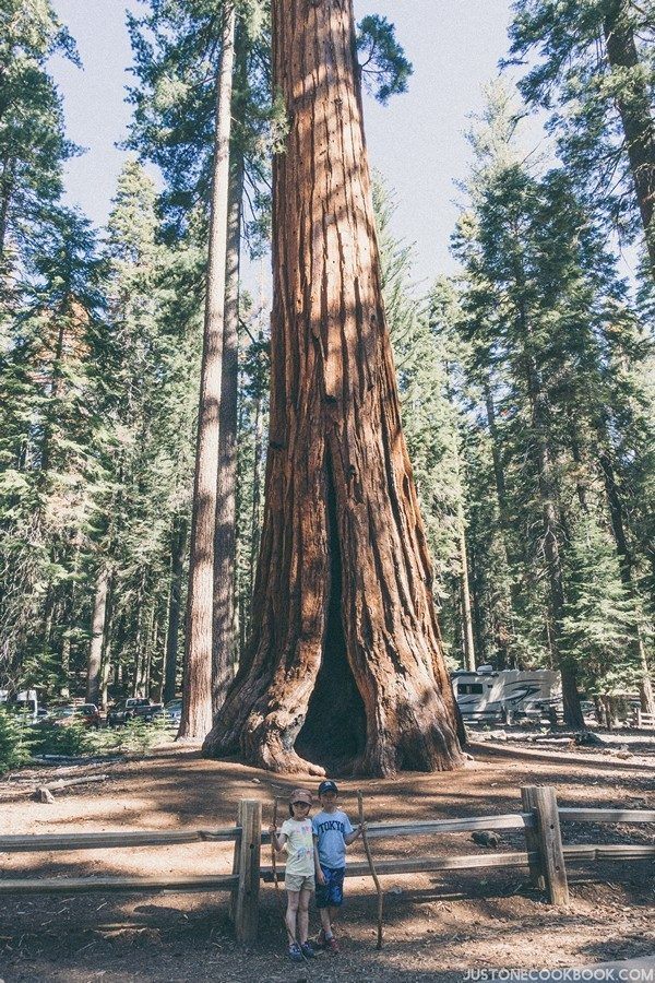 Mariposa Grove Yosemite | Just One Cookbook
