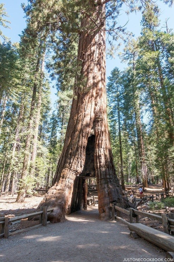 California Tunnel Tree | Just One Cookbook