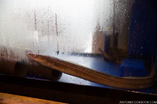 live sea eel inside a water tank