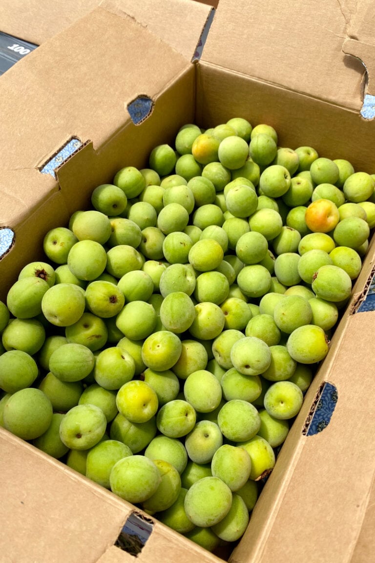 Ume Plum Syrup 梅シロップ • Just One Cookbook