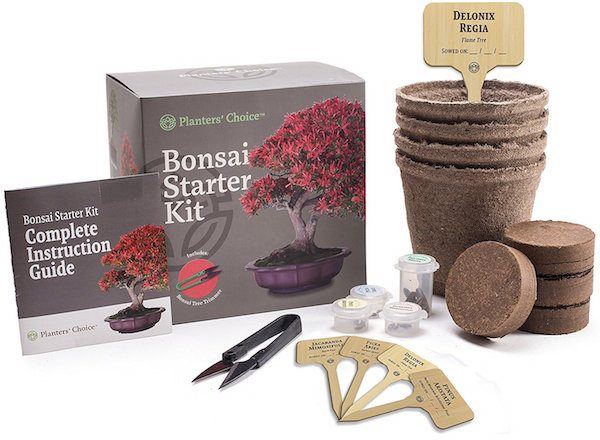 bonsai starter kit holiday gift guide