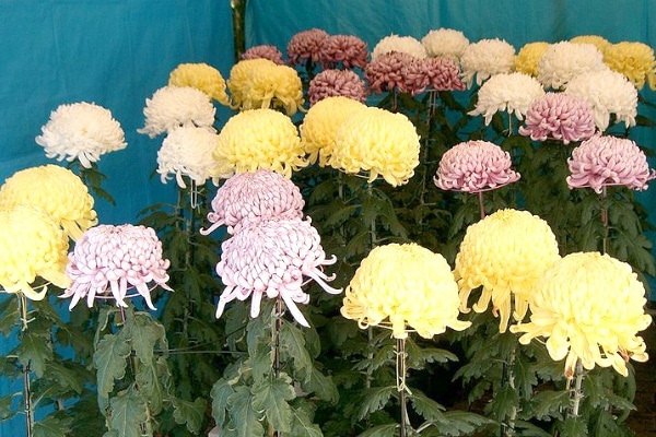 Chrysanthemum