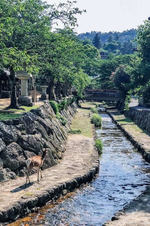 deer along creek on Miyajima | JustOneCookbook.com