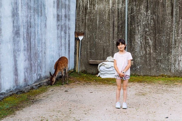 Deer in city Miyajima | JustOneCookbook.com