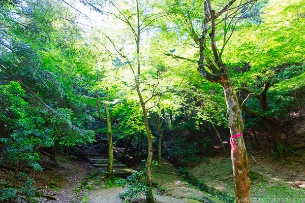 trees at Momijidani Park on Miyajima | JustOneCookbook.com