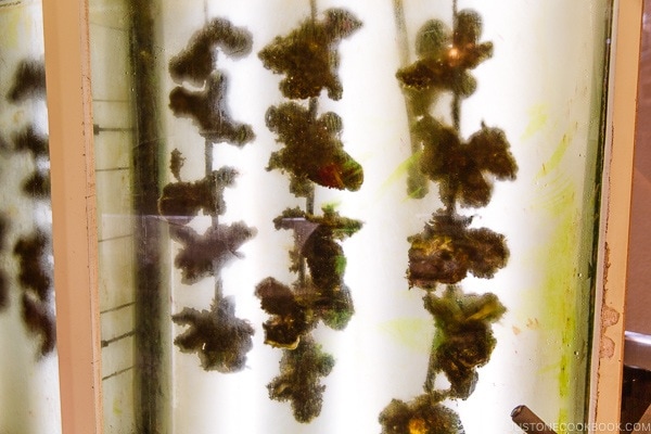 oysters in a water tank in Miyajima | JustOneCookbook.com