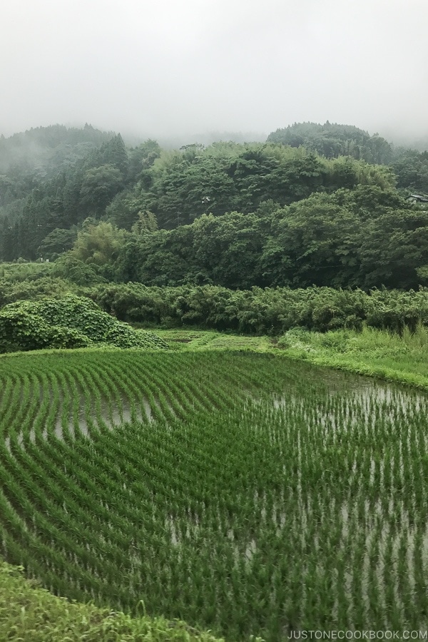 view of rice field in Oita prefecture - Yufuin Travel Guide | justonecookbook.com