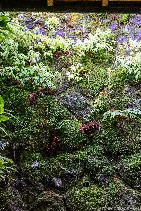 moss and vegetation at Musouen Hotel 山のホテル 夢想園 - Yufuin Travel Guide | justonecookbook.com