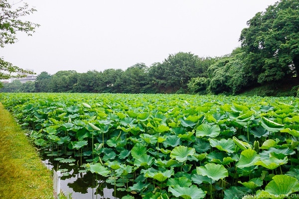 lotus plants near Fukuoka Castle Shiomi tower - Fukuoka Travel Guide | justonecookbook.com