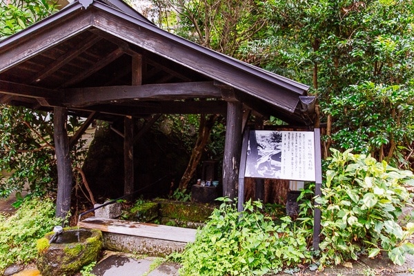 700 year old tree Kurokawa Onsen Travel Guide | justonecookbook.com