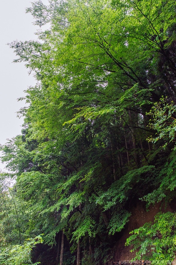 view of forest Kurokawa Onsen Travel Guide | justonecookbook.com