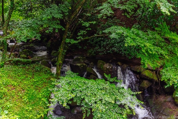 forest and river view Kurokawa Onsen Travel Guide | justonecookbook.com