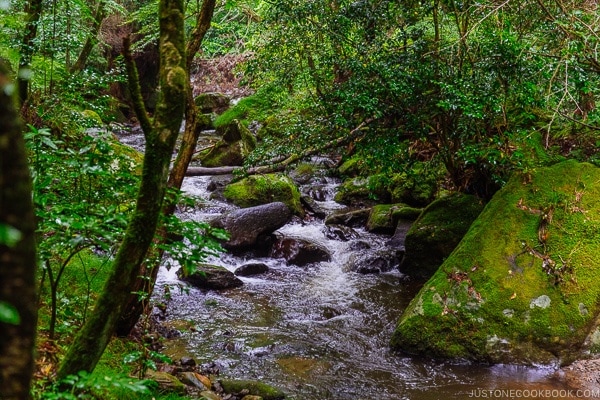 forest and river view Kurokawa Onsen Travel Guide | justonecookbook.com