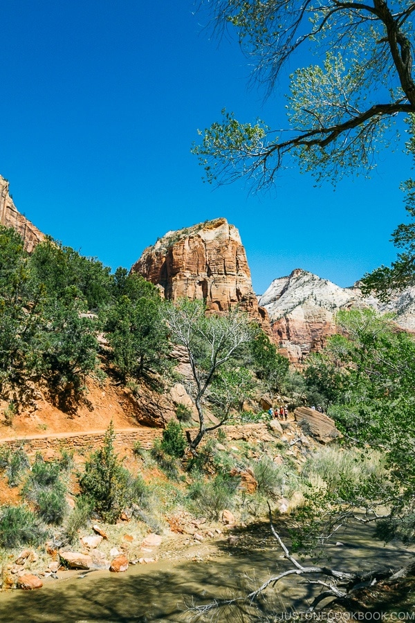 start of Kayenta Trail near The Grotto - Zion National Park Travel Guide | justonecookbook.com