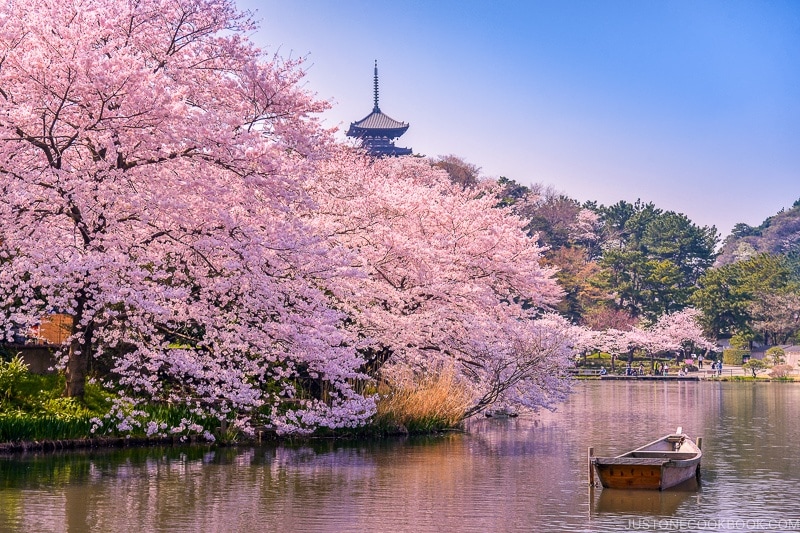 sakura viewing Japan