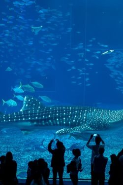whale sharks inside tank at Churaumi Aquarium | justonecookbook.com