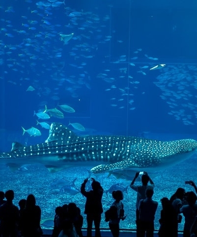 whale sharks inside tank at Churaumi Aquarium | justonecookbook.com