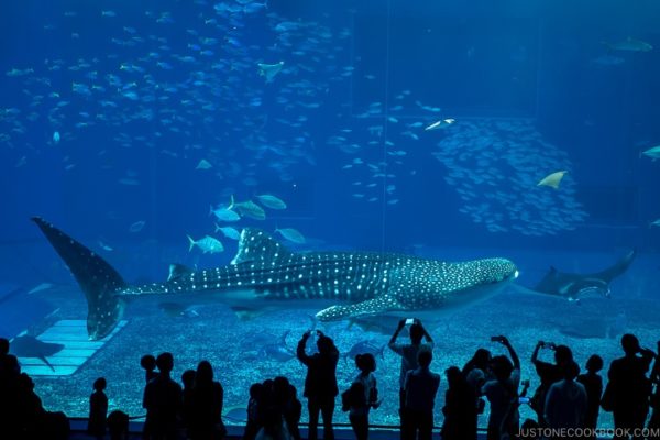 whale sharks inside tank at Churaumi Aquarium | justonecookbook.com