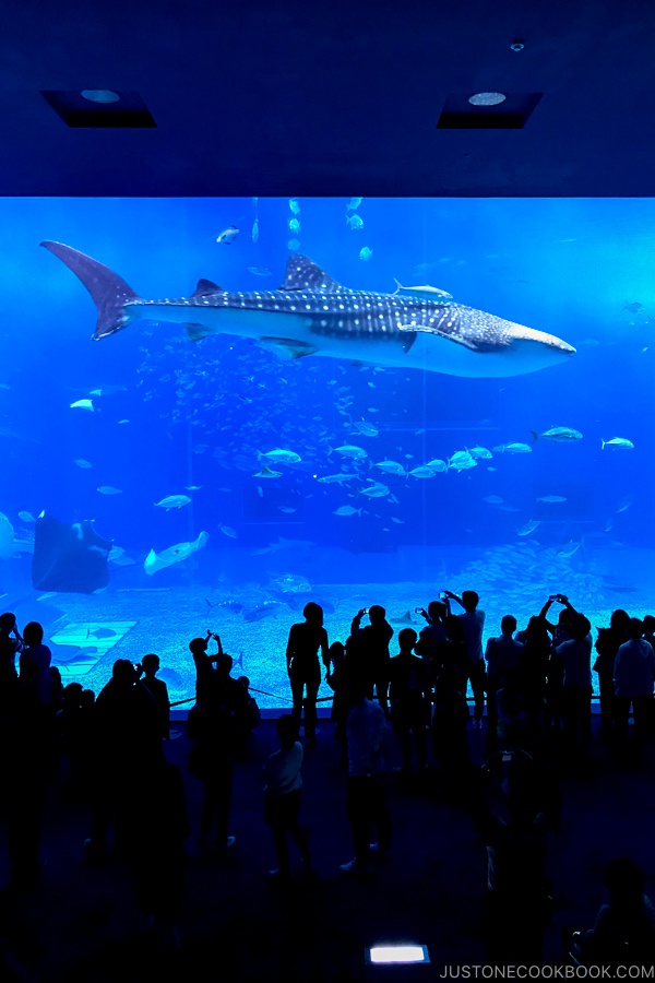 Kuroshio Tank at Churaumi Aquarium with whale shark | justonecookbook.com