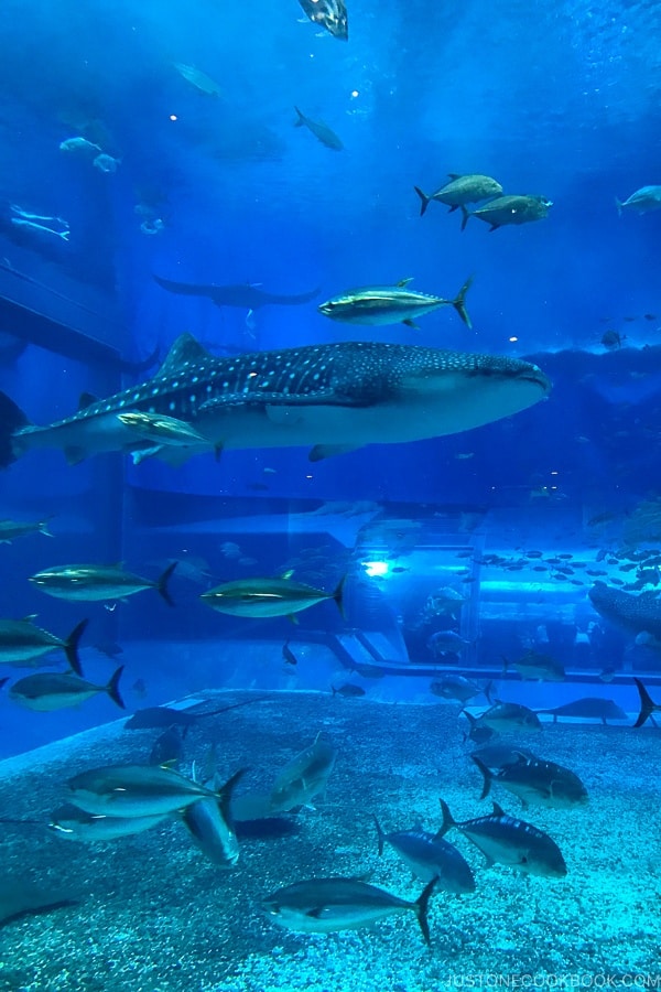 Kuroshio Tank at Churaumi Aquarium with whale shark | justonecookbook.com