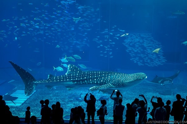 whale shark swimming across the tank at Churaumi aquarium at Ocean Expo Park Okinawa | justonecookbook.com