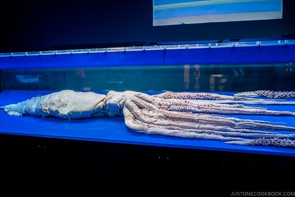 giant squid carcass at Churaumi aquarium at Ocean Expo Park Okinawa | justonecookbook.com