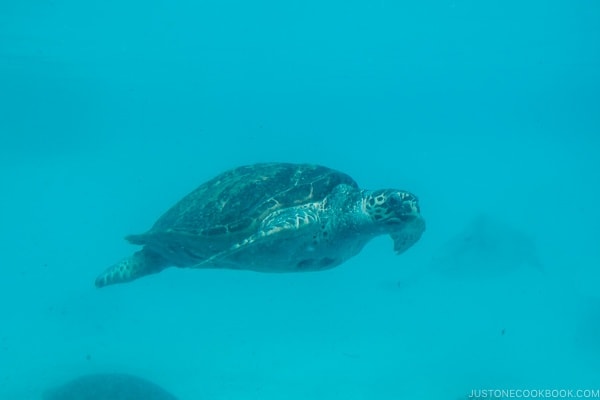 sea turtle pool at Ocean Expo Park Okinawa | justonecookbook.com