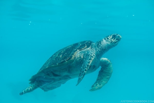 sea turtle pool at Ocean Expo Park Okinawa | justonecookbook.com