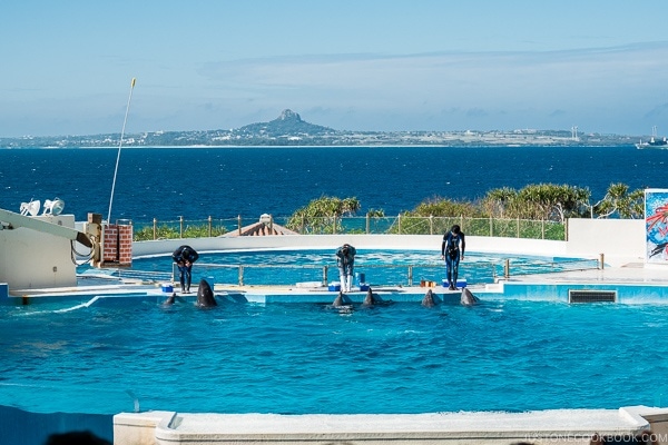 dolphin show at Ocean Expo Park Okinawa | justonecookbook.com