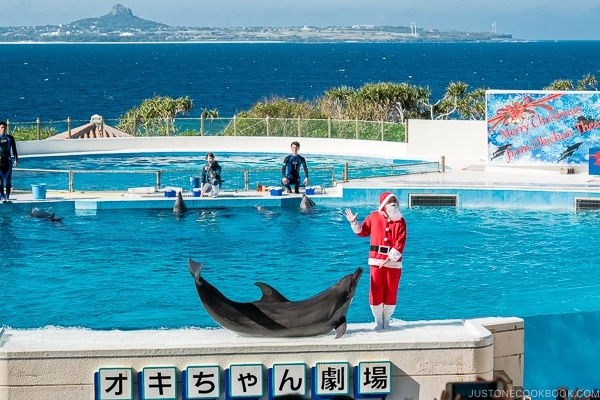 a dolphin on stage at Ocean Expo Park Okinawa | justonecookbook.com