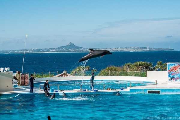 a dolphin leaping across the pool at Ocean Expo Park Okinawa | justonecookbook.com