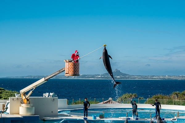 a dolphin leaping out water to touch a high target with its nostrum at Ocean Expo Park Okinawa | justonecookbook.com