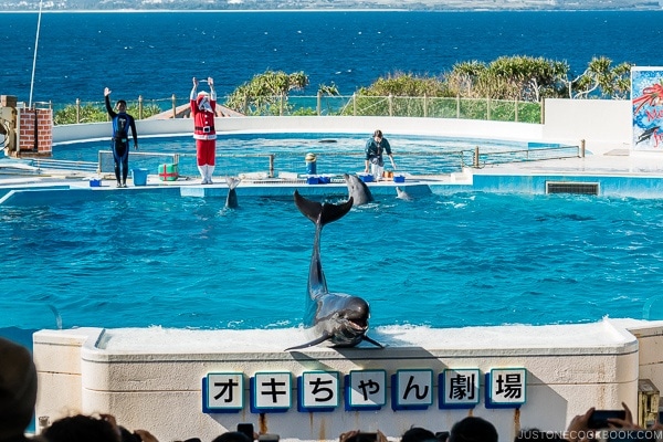 dolphin show at Ocean Expo Park Okinawa | justonecookbook.com