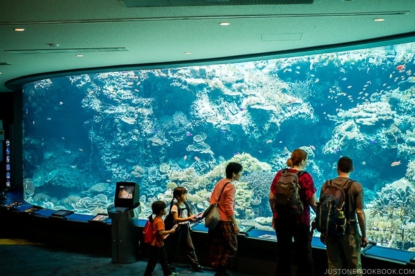 visitors observing fish inside tank at Churaumi aquarium at Ocean Expo Park Okinawa | justonecookbook.com