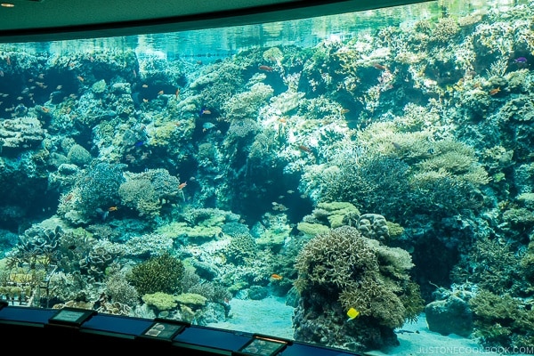 fish tank with corals at Churaumi aquarium at Ocean Expo Park Okinawa | justonecookbook.com