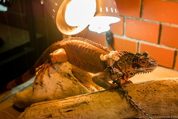 lizard on display at Habu Park - Okinawa World | justonecookbook.com