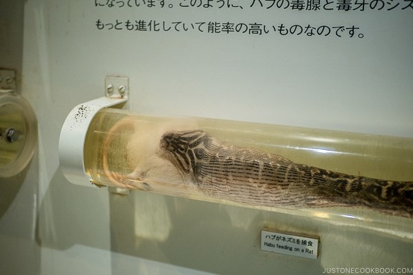 snake eating rat on display at Habu Park - Okinawa World | justonecookbook.com