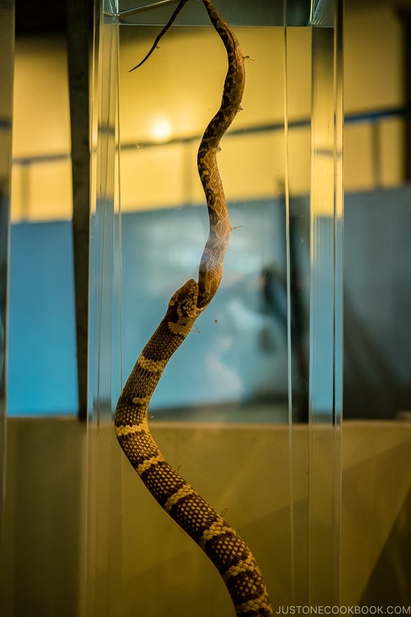 snake eating snake on display at Habu Park - Okinawa World | justonecookbook.com