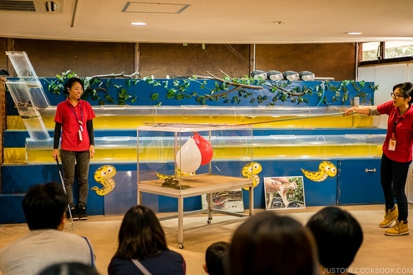 snake heat sensing demonstration at Habu Park - Okinawa World | justonecookbook.com