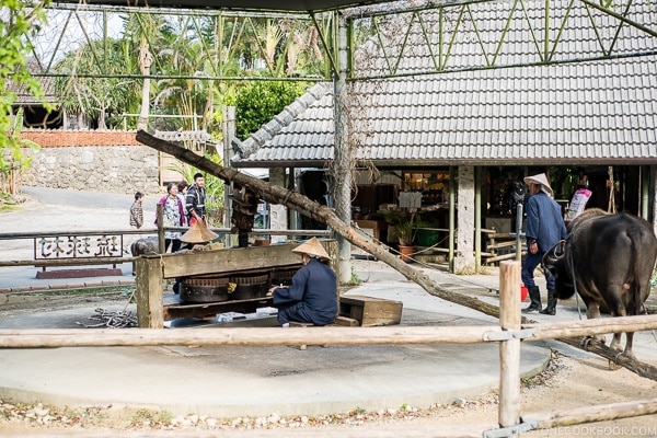 water buffalo pulling a wooden pole for spinning gears to squeeze sugar cane at Ryukyu Mura Okinawa | justonecookbook.com