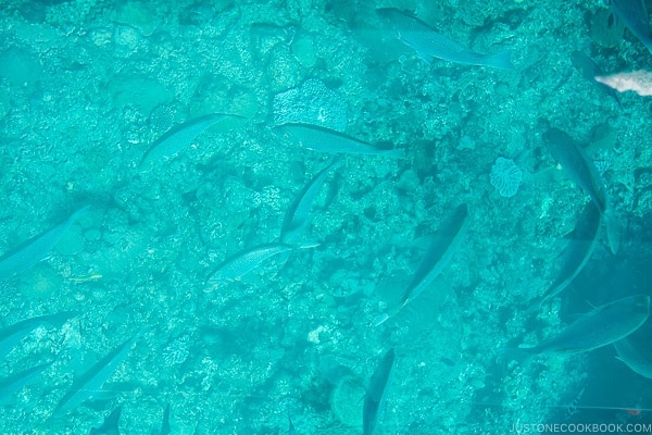 looking at fish through glass bottom boat at Busena Marine Park - Okinawa Travel Guide | justonecookbook.com