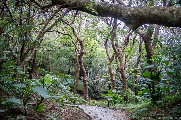 stone pathway in the forest at Seifa-utaki 斎場御嶽 - Okinawa Travel Guide | justonecookbook.com