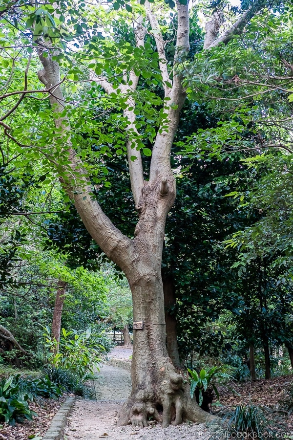 large tree on stone path at Shikinaen - Okinawa Travel Guide | justonecookbook.com