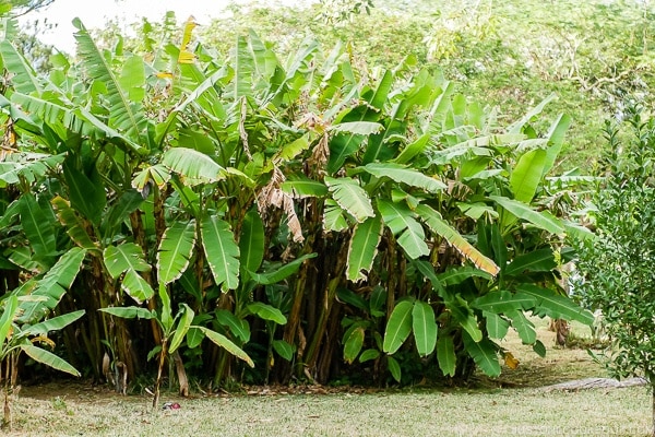 tropical plants at Shikinaen - Okinawa Travel Guide | justonecookbook.com