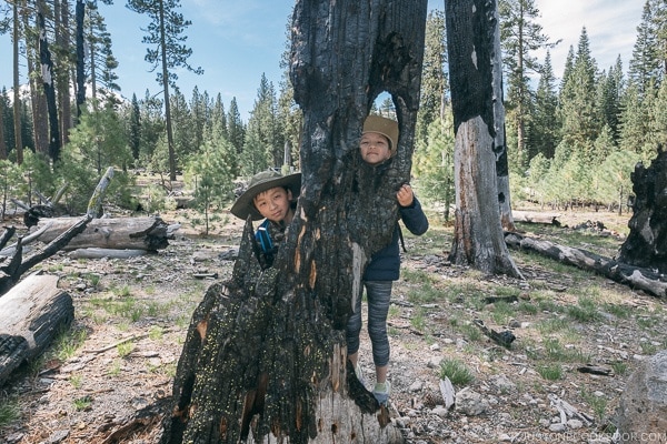 two children standing next to a tree