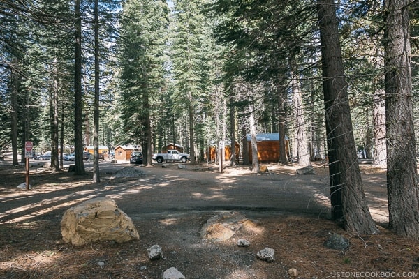 Trees and campground in a forest